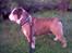 Engelsk bulldog Mojo  * R.I.P. * :´( 