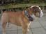 Engelsk bulldog Mojo  * R.I.P. * :´( 