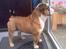 Engelsk bulldog Mojo  * R.I.P. * :´( 
