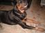 Rottweiler Rox *Solgt* 