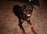 Rottweiler Rox *Solgt* 