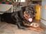 Rottweiler Rox *Solgt* 
