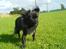 Blanding af racer Marlin - mmm vind i pelsen...