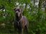 Cane corso  - DIABLO - R.I.P - Nyt af mig her.........