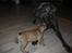 Cane corso  - DIABLO - R.I.P - Leger med min lillebror DEGA