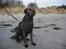 Cane corso  - DIABLO - R.I.P - Nyder udsigten på stranden med min familie...