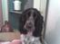 Cocker spaniel Yasmin *SOLGT* - er jeg ikke sød?