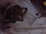 Cocker spaniel Duchess - uha.. man sover godt i mors seng :o)