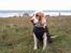 Cocker spaniel Duchess - en kold men dejlig dag ved vandet ..