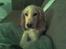 Cocker spaniel Duchess - en rigtig putte-trold er jeg ;o)