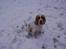 Cocker spaniel Duchess - dejlig med sne..