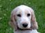 Cocker spaniel Duchess - 12 uger og 3 dage..