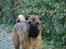 Shar pei Spike - Nu har Spike været i DK 30dage.. er faldet meget godt til i flokken.. 