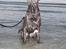 Cane corso  - DIABLO - R.I.P - På stranden med lillebror...
