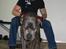 Cane corso  - DIABLO - R.I.P - Træner med far!!