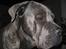 Cane corso  - DIABLO - R.I.P - Er jeg smuk i profil..
