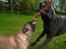 Cane corso  - DIABLO - R.I.P - Se mig!!!!