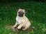 Mops Cosmo