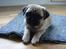 Mops Cosmo