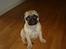 Mops Cosmo
