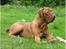Dogue de bordeaux Asterix - R.I.P. :(  - Asterix 6 uger gammel