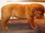 Dogue de bordeaux Asterix - R.I.P. :(  - Asterix 6 uger gammel