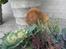 Dogue de bordeaux Asterix - R.I.P. :( 