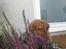 Dogue de bordeaux Asterix - R.I.P. :( 