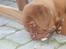 Dogue de bordeaux Asterix - R.I.P. :( 