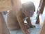 Dogue de bordeaux Asterix - R.I.P. :( 