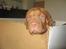 Dogue de bordeaux Asterix - R.I.P. :( 