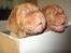 Dogue de bordeaux Asterix - R.I.P. :(  - Asterix til venstre og hans søster Athene til højre