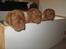 Dogue de bordeaux Asterix - R.I.P. :( 