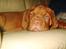 Dogue de bordeaux Asterix - R.I.P. :( 