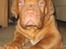 Dogue de bordeaux Asterix - R.I.P. :( 