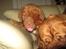 Dogue de bordeaux Asterix - R.I.P. :( 