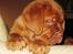 Dogue de bordeaux Asterix - R.I.P. :( 