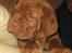 Dogue de bordeaux Asterix - R.I.P. :( 