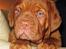 Dogue de bordeaux Asterix - R.I.P. :( 