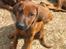 Rhodesian ridgeback Zugo Lullu Barbar - Første gang vi besøgte Zugo