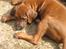 Rhodesian ridgeback Zugo Lullu Barbar