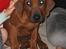 Rhodesian ridgeback Zugo Lullu Barbar
