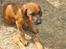 Rhodesian ridgeback Zugo Lullu Barbar