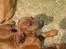Rhodesian ridgeback Zugo Lullu Barbar