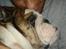 Engelsk bulldog Mojo  * R.I.P. * :´( 