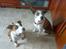 Blanding af racer amstaff/mutte Mille* - Tika og Mille 10/7-08
