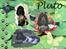 Cocker spaniel pluto - pluto fra: bente T. mange gange tak