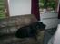 Labrador retriever teddy
