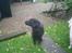 Labrador retriever teddy