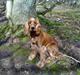 Cocker spaniel Sille